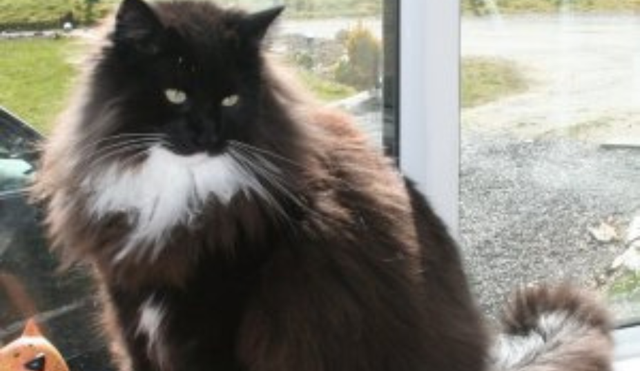 Tuxedo Variant